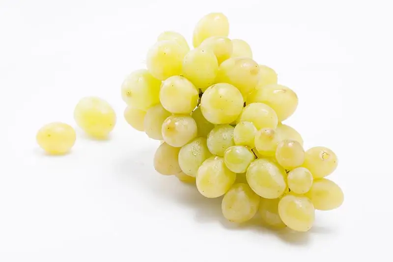 Golden Curcuma Flavored